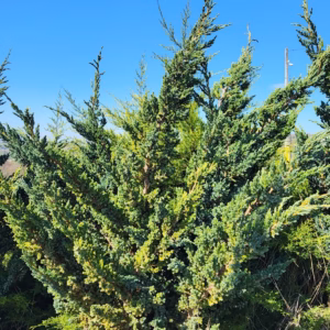 Juniperus squamata 'Meyeri’ jałowiec łuskowaty 'Meyeri’ (średnica 210 cm +)