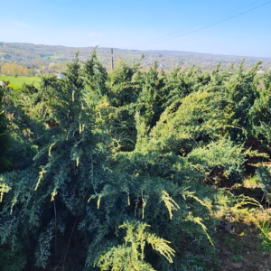 Juniperus squamata 'Meyeri' jałowiec łuskowaty 'Meyeri' (średnica 120-160 cm)