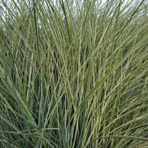 Miscanthus sinensis 'Morning Light' miskant chiński 'Morning Light'