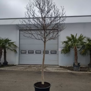 Magnolia ×soulangeana magnolia Soulange’a/ forma prowadzona na pniu (wys. 220-300 cm)