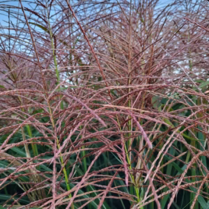 Miscanthus sinensis 'Red Chief’ miskant chiński 'Red Chief’
