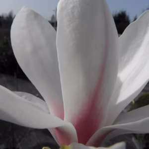 Magnolia x soulangeana (wys. 120-140 cm)
