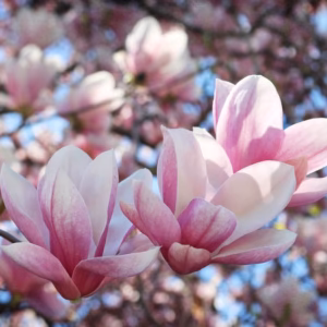Magnolia ×soulangeana magnolia Soulange’a/ forma prowadzona na pniu (wys. 300-400 cm)