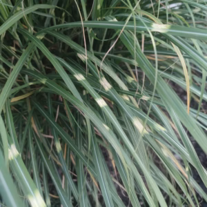 Miscanthus sinensis 'Zebrinus' miskant chiński 'Zebrinus'