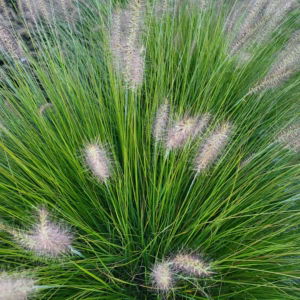 Pennisetum alopecuroides 'Hameln' rozplenica japońska 'Hameln'