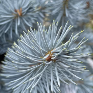 Picea pungens 'Hoopsii' świerk kłujący 'Hoopsii' bonsai 4-9 kul