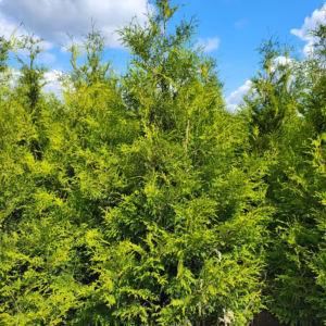 Thuja occidentalis 'Brabant’ żywotnik zachodni 'Brabant’ (wys. 200-250 cm)