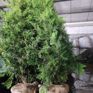 Thuja occidentalis 'Brabant’ żywotnik zachodni 'Brabant’ (wys. 260-300 cm)