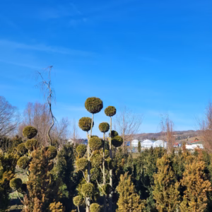 Taxus ×media 'Hicksii’ cis pośredni 'Hicksii’ bonsai (wys. 220-250 cm / 8-15 kul)