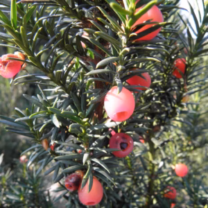 Taxus ×media 'Hicksii’ cis pośredni 'Hicksii’ bonsai (wys. 70 cm +)
