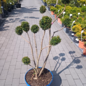Taxus ×media 'Hicksii’ cis pośredni 'Hicksii’ bonsai (wys. 40-60 cm )