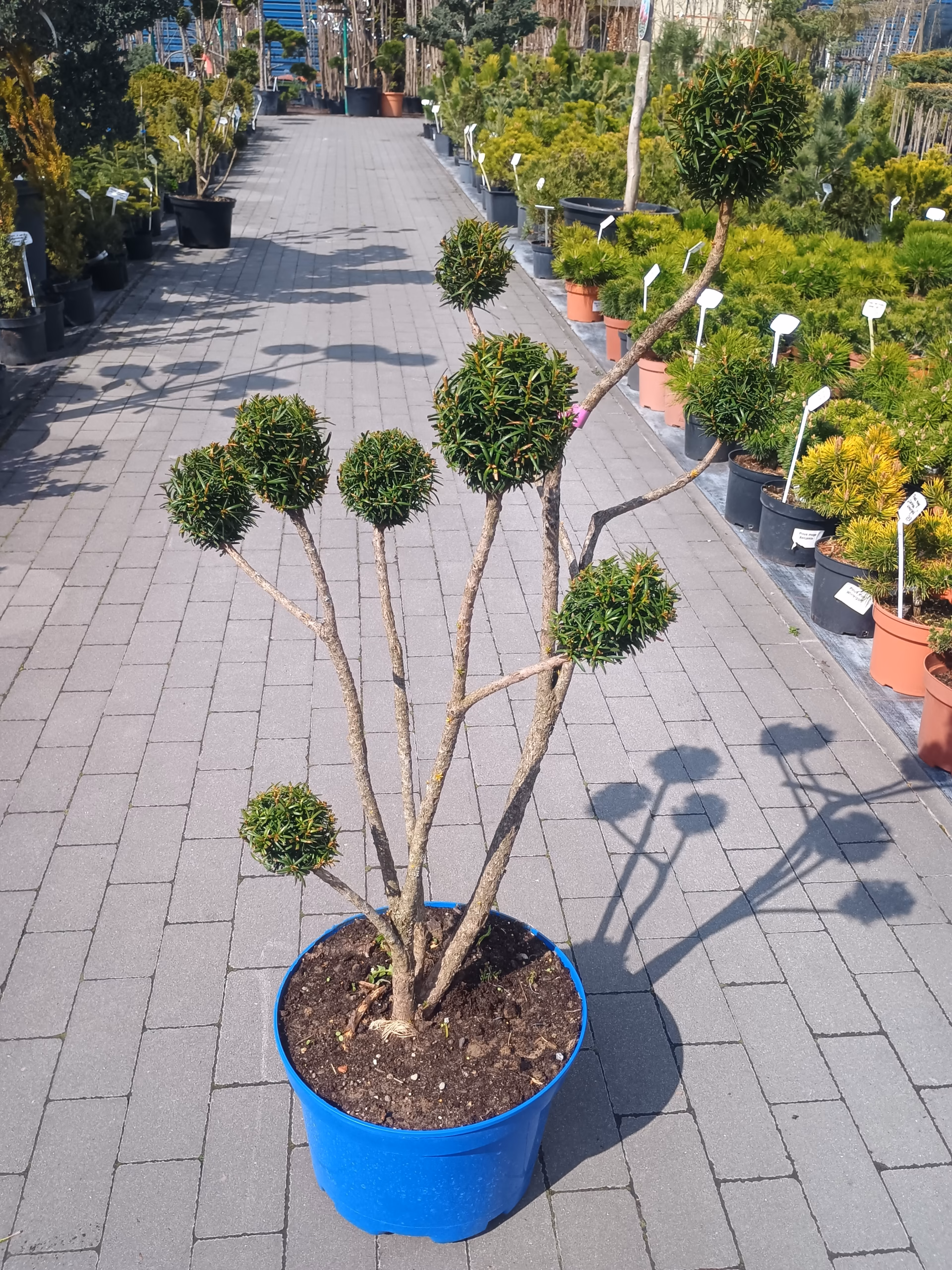 t._bonsai 40-60 3