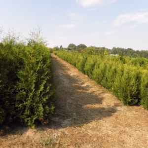 Thuja occidentalis 'Brabant’ żywotnik zachodni 'Brabant’ (wys. 160-180 cm)