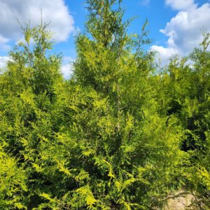 Thuja occidentalis 'Brabant’ żywotnik zachodni 'Brabant’ (wys. 180-200 cm)