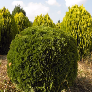 Thuja occidentalis 'Danica’ żywotnik zachodni 'Danica’ (wys. 30 cm+)