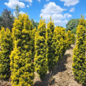 Taxus baccata 'David’ cis pospolity 'David’ (wys. 100 cm+)