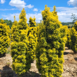 Taxus baccata 'David’ cis pospolity 'David’ (wys. 80-90 cm)