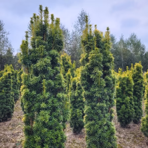 Taxus baccata 'David’ cis pospolity 'David’ (wys. 100-120 cm)