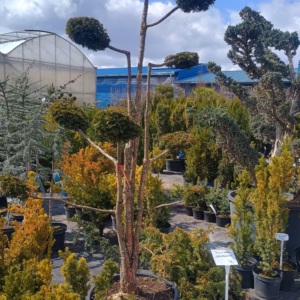 Taxus baccata ‘Dovastoniana’ cis pospolity ‘Dovastoniana’ bonsai (wys. 190-210 cm/ 8-15 talerzy)