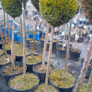 Thuja occidentalis 'Janed Gold’ PBR (Golden Smaragd) żywotnik zachodni 'Janed Gold’ (Golden Smaragd) PBR forma prowadzona na pniu-kula (wys. 125-140 cm)