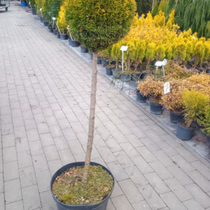 Thuja occidentalis 'Janed Gold’ PBR (Golden Smaragd) żywotnik zachodni 'Janed Gold’ (Golden Smaragd) PBR forma prowadzona na pniu-kula (wys. 80-90 cm)