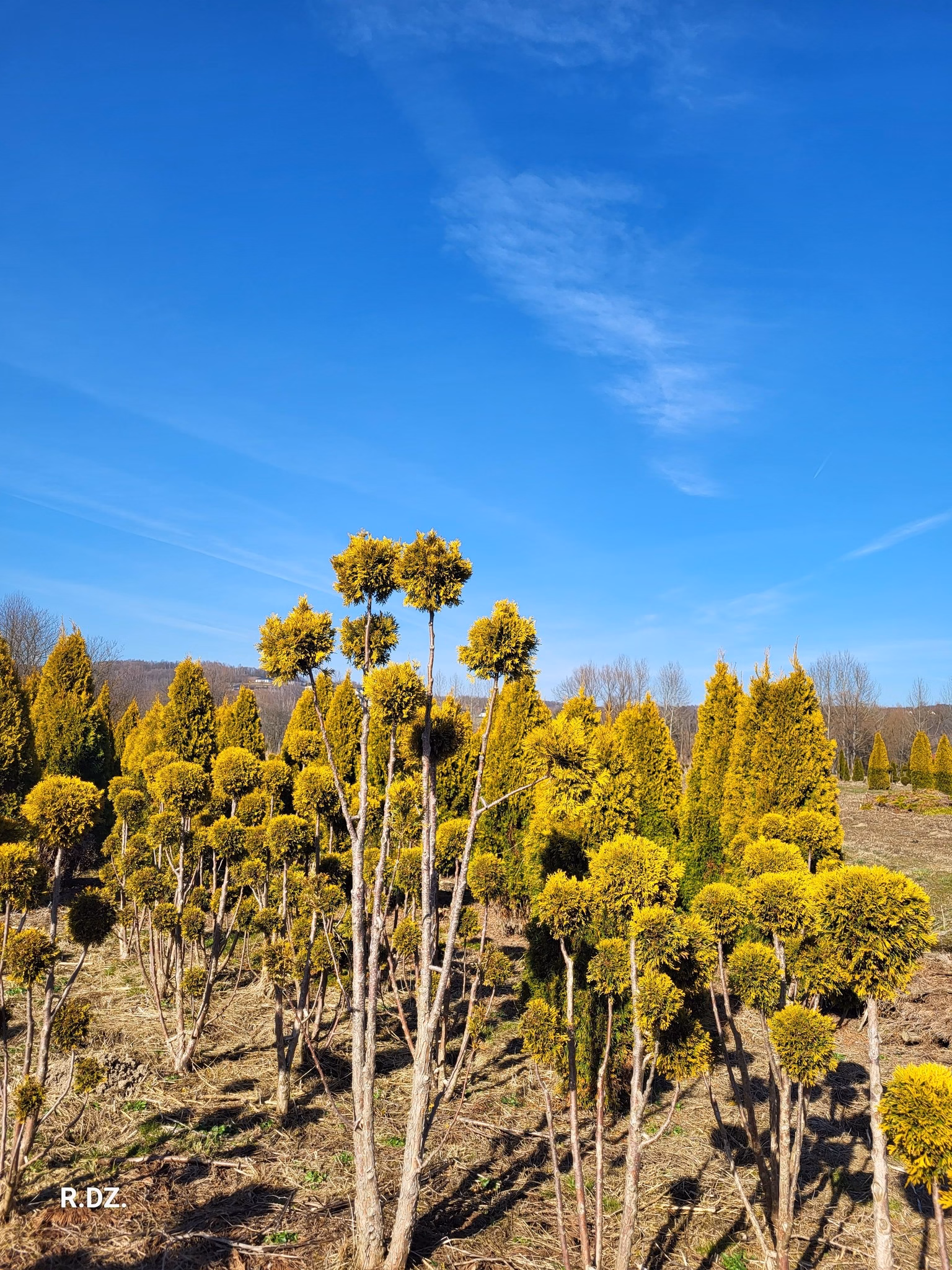 t._golden smaragd 4-7 4 170-200