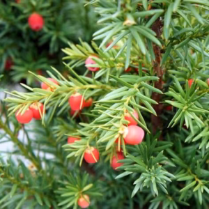 Taxus ×media 'Hicksii’ cis pośredni 'Hicksii’ bonsai (wys. 100-120 cm / 8-15 kul)