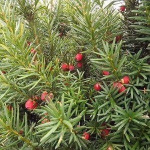 Taxus ×media 'Hicksii’ cis pośredni 'Hicksii’ bonsai (wys. 130-150 cm / 8-15 kul)