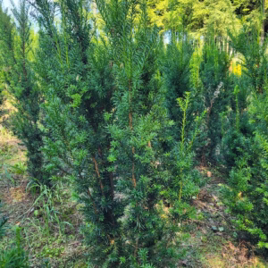 Taxus ×media 'Hicksii’ cis pośredni 'Hicksii’ (wys. 120-140 cm)