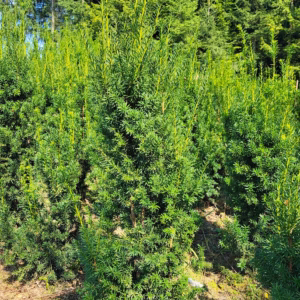 Taxus ×media 'Hicksii’ cis pośredni 'Hicksii’ (wys. 100-120 cm)