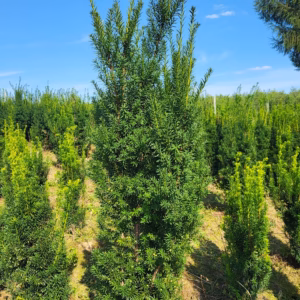 Taxus ×media 'Hicksii’ cis pośredni 'Hicksii’ (wys. 140 cm)