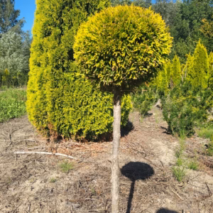 Thuja occidentalis 'Janed Gold’ PBR (Golden Smaragd) żywotnik zachodni 'Janed Gold’ PBR (Golden Smaragd) forma prowadzona na pniu-kula (wys. 50-60 cm)