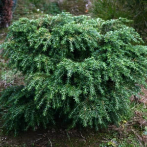 Tsuga canadensis 'Jeddeloh' choinka kanadyjska 'Jeddeloh' (wys. 30 cm)