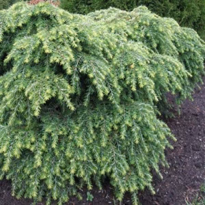 Tsuga canadensis 'Jeddeloh’ choinka kanadyjska 'Jeddeloh’ (wys. 50 cm)