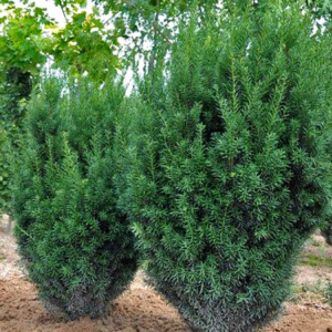 Taxus ×media 'Kazio’ PBR cis pośredni 'Kazio’ (wys. 90 cm +)