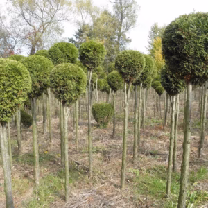 Thuja occidentalis 'Smaragd’ żywotnik zachodni 'Smaragd’ forma prowadzona na pniu-kula (wys. 125-140 cm)