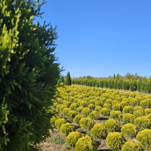 Thuja occidentalis 'Mirjam’ PBR żywotnik zachodni 'Mirjam’ (wys. 30+)