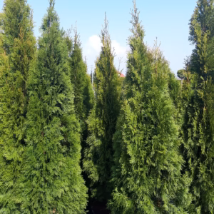 Thuja occidentalis 'Smaragd’ żywotnik zachodni 'Smaragd’ (wys. 200-220 cm)