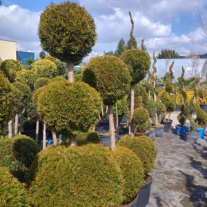 Thuja occidentalis 'Smaragd’ żywotnik zachodni 'Smaragd’ forma prowadzona 2/3 kule (wys. 150-170cm)