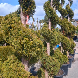 Thuja occidentalis 'Smaragd’ żywotnik zachodni 'Smaragd’ forma prowadzona spirala (wys. 250 cm +)