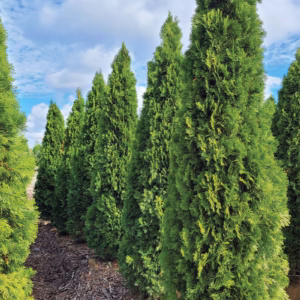 Thuja occidentalis 'Smaragd’ żywotnik zachodni 'Smaragd’ (wys. 120-140 cm)