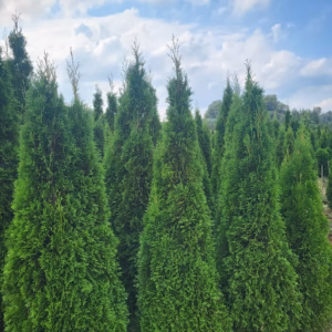 Thuja occidentalis 'Smaragd’ żywotnik zachodni 'Smaragd’ (wys. 120 cm)