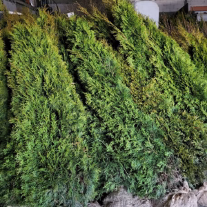 Thuja occidentalis 'Smaragd’ żywotnik zachodni 'Smaragd’ (wys. 140-160 cm)