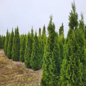 Thuja occidentalis 'Smaragd’ żywotnik zachodni 'Smaragd’ (wys. 180-200 cm)