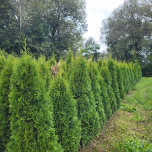 Thuja occidentalis 'Smaragd’ żywotnik zachodni 'Smaragd’ (wys. 100 cm)