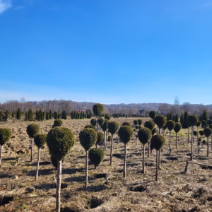 Thuja occidentalis 'Smaragd’ żywotnik zachodni 'Smaragd’ forma prowadzona na pniu-kula (wys. 50-60 cm)