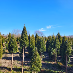 Thuja occidentalis 'Smaragd’ żywotnik zachodni 'Smaragd’ forma prowadzona na pniu-piramida (wys. 160-180 cm)