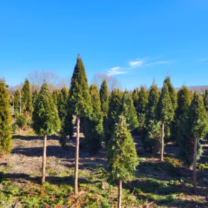 Thuja occidentalis 'Smaragd’ żywotnik zachodni 'Smaragd’ forma prowadzona na pniu-piramida (wys. 120-140 cm)