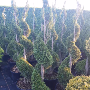 Thuja occidentalis 'Smaragd’ żywotnik zachodni 'Smaragd’ forma prowadzona spirala (wys. 100-130 cm)