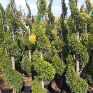 Thuja occidentalis 'Smaragd’ żywotnik zachodni 'Smaragd’ forma prowadzona spirala (wys. 140-160 cm)